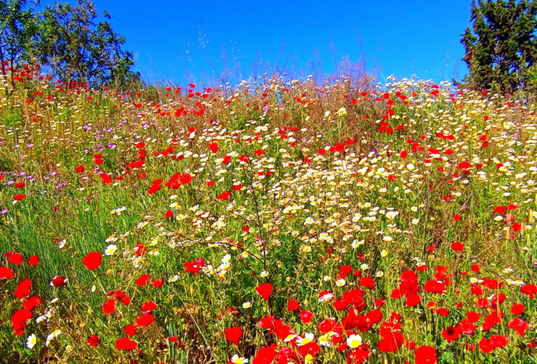 IN PICS: The Darling Buds of May in Spain's Granada