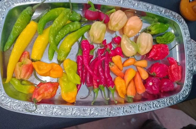 chilli eating contest