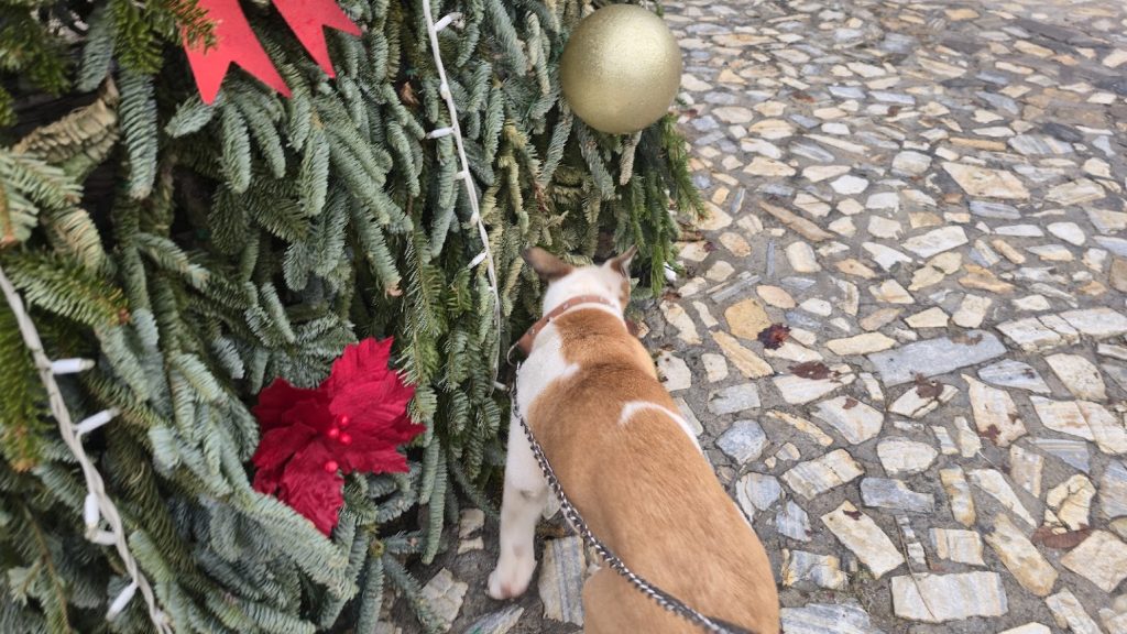 christmas alpujarra dogs
