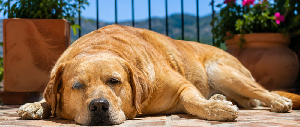 parvovirus or heat?