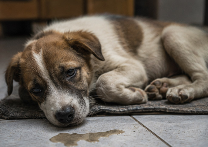 parvovirus puppy