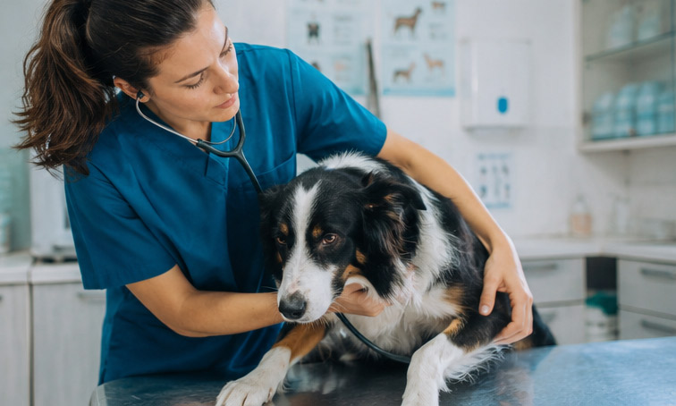 parvovirus vet visit