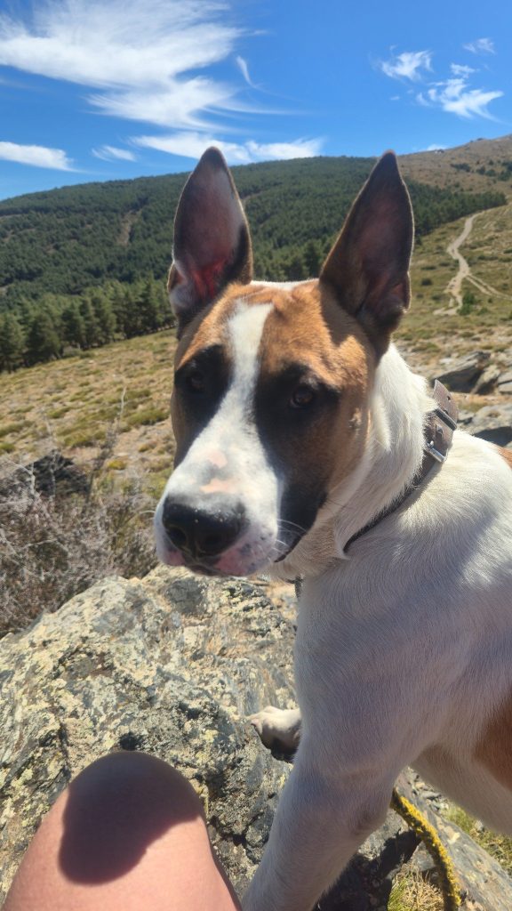 Bruno on a walk at Puerto de la Ragua