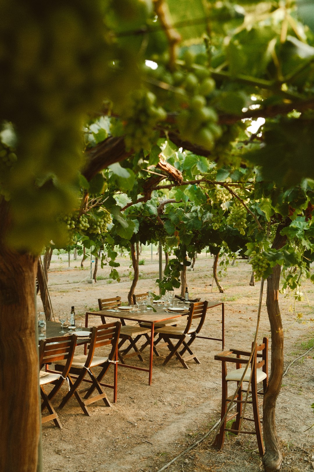 Rural hospitality terrace with grapevines, illustrating the impact of drink driving rules on restaurants and bars